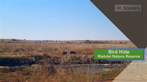  Rietvlei Bird Sanctuary! A Coastal Paradise for Feathered Friends and Curious Travelers